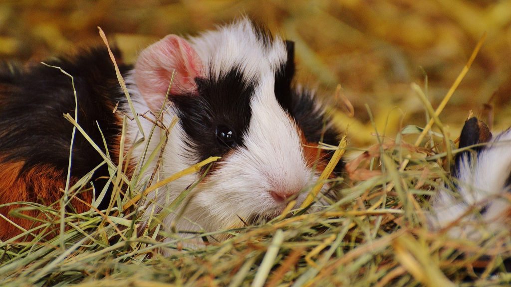 Your Guinea Pig Is Scared