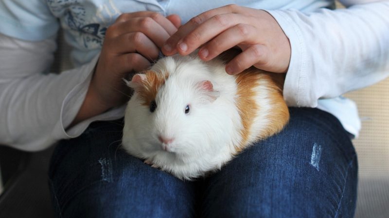 Your Guinea Pig Might Simply Need to Go to the Toilet