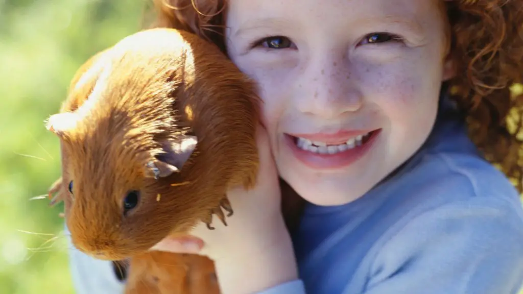 You’re Handling the Guinea Pig the Wrong Way