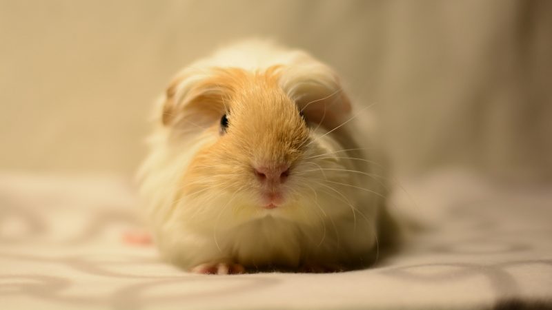 guinea pigs like Comfy Bedding to Lay On