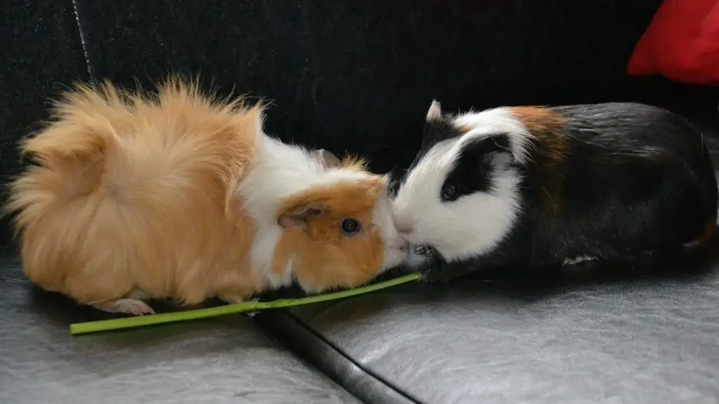 guinea pigs like Companionship and Bonding
