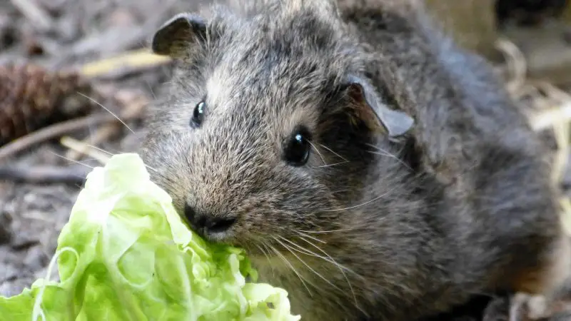 guinea pigs like Eating Well