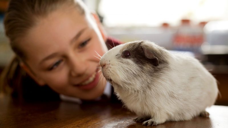 guinea pigs like Getting Attention