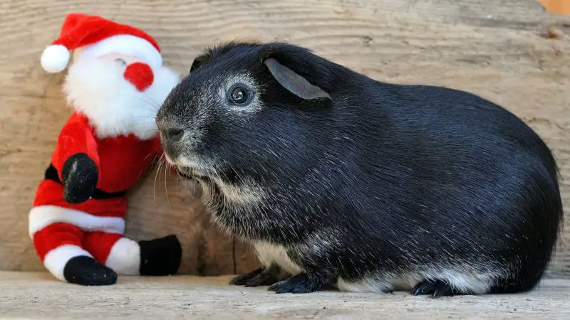 guinea pigs like Playing