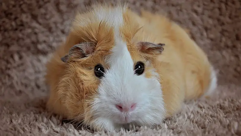 guinea pigs like Resting