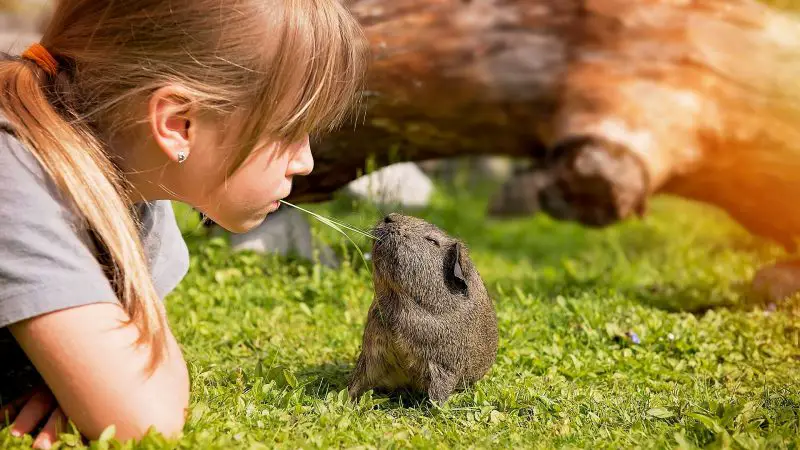 guinea pigs love Playing