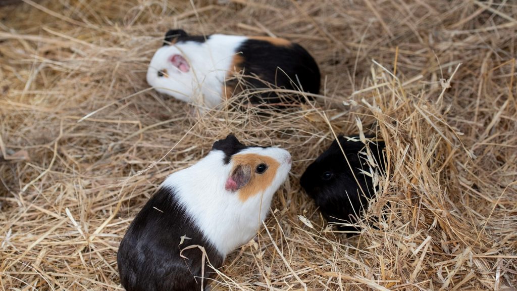 guinea pigs need Hay