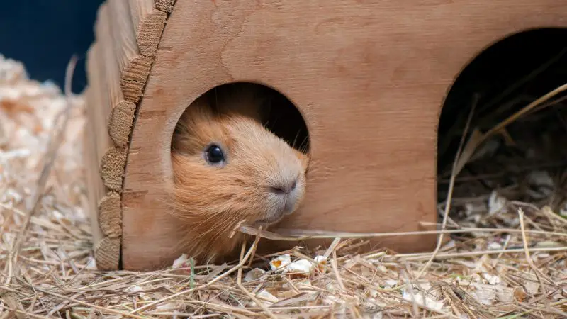 guinea pigs need Places to Hide