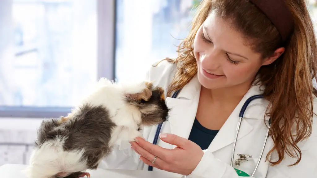 guinea pigs need Vet From Time to Time