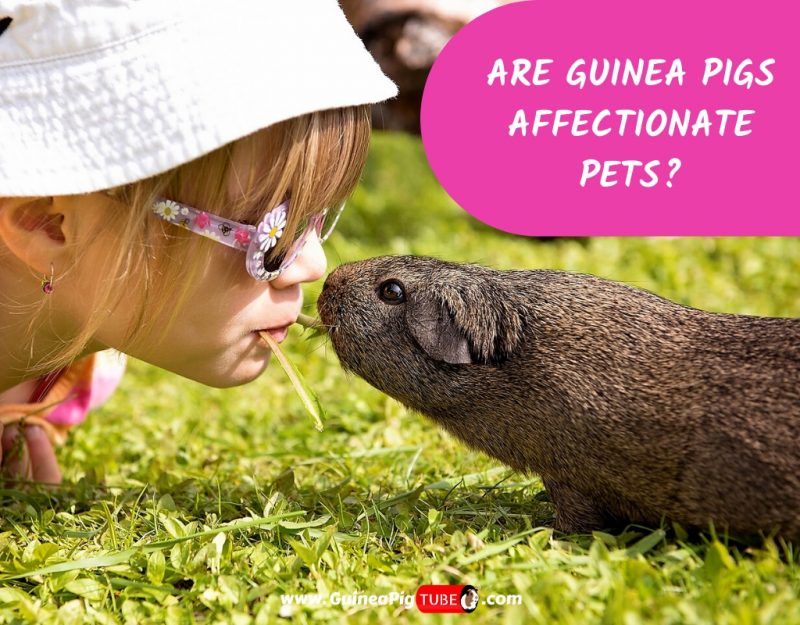 Are Guinea Pigs Affectionate Pets