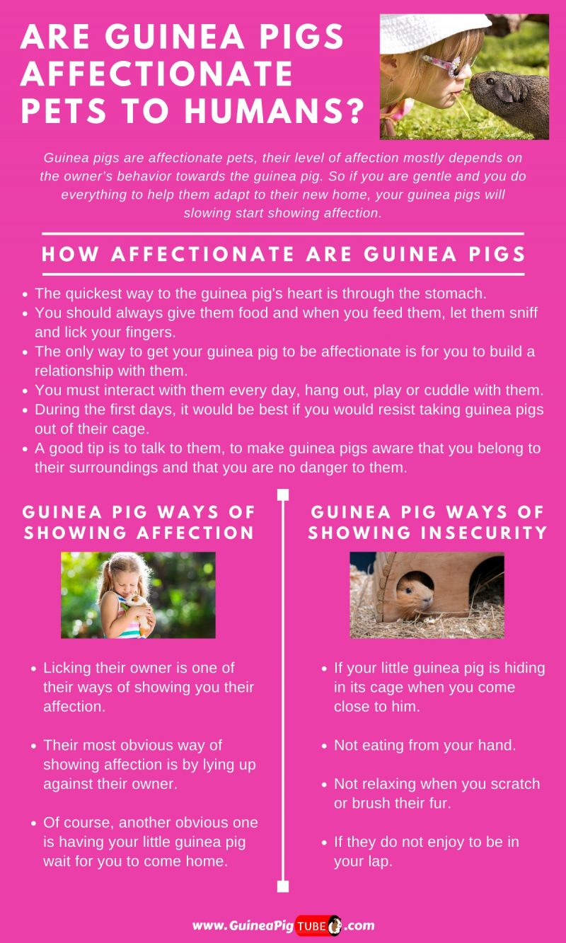 Are Guinea Pigs Affectionate Pets to Humans_1