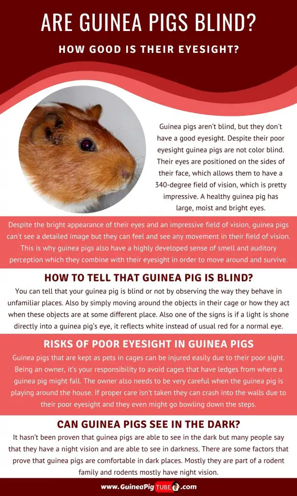 Are Guinea Pigs Blind and How Good Is Their Eyesight_1