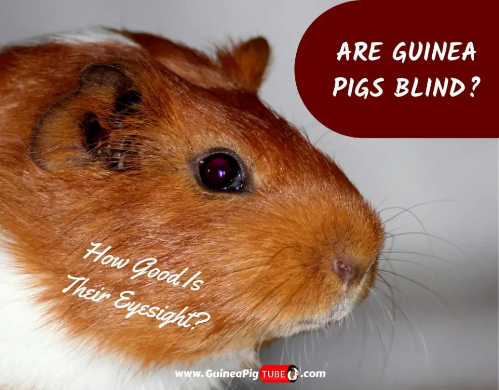 Are Guinea Pigs Blind and How Good Is Their Eyesight? Guinea Pig Tube
