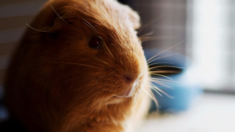 Are Guinea Pigs Crepuscular