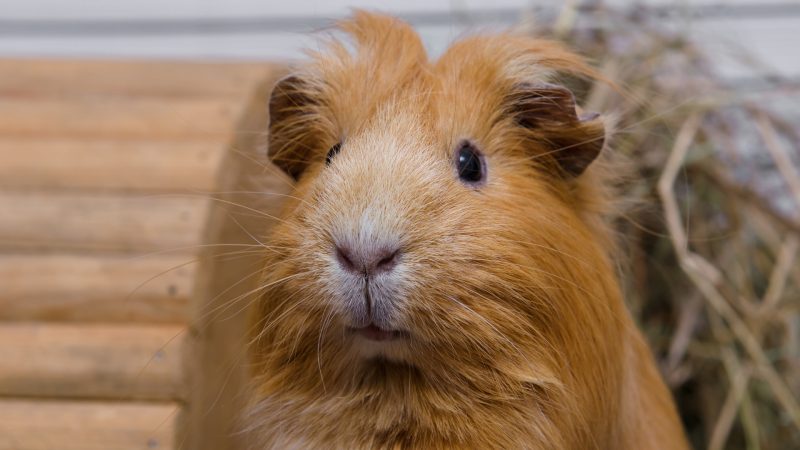 Are Guinea Pigs Diurnal