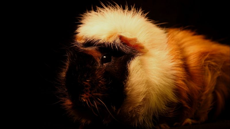 Are Guinea Pigs Nocturnal