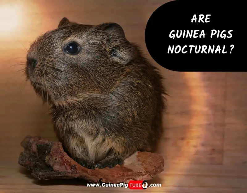 are guinea pigs nocturnal are guinea pigs nocturnal