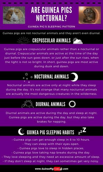 Are Guinea Pigs Nocturnal? | Guinea Pig Sleeping Habits - Guinea Pig Tube