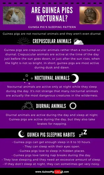 Are Guinea Pigs Nocturnal? | Guinea Pig Sleeping Habits - Guinea Pig Tube
