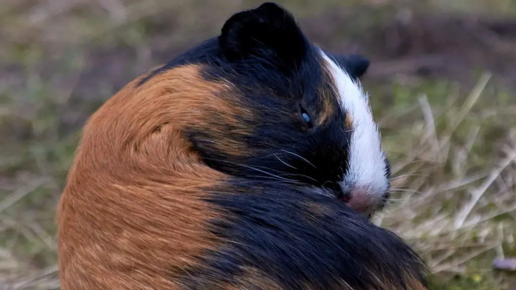 do guinea pigs eat their poop