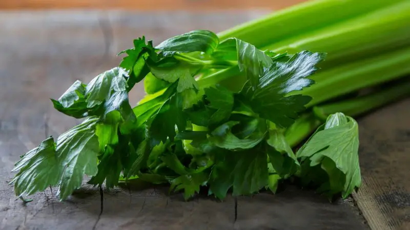 Can Guinea Pigs Eat Celery Leaves