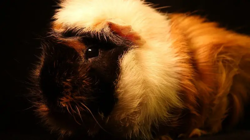 Can Guinea Pigs See in the Dark