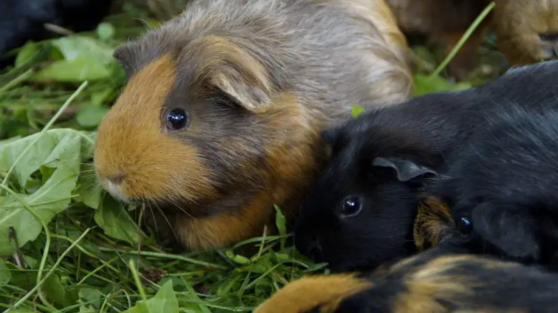 Communication Methods of Guinea Pigs in the Wild