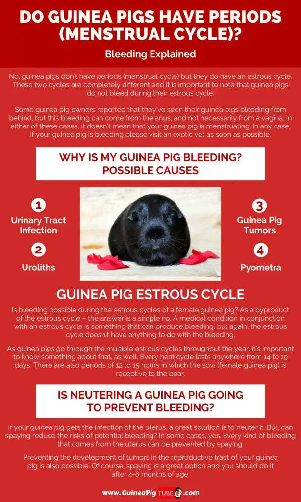 Do Guinea Pigs Have Periods (Menstrual Cycle)_1