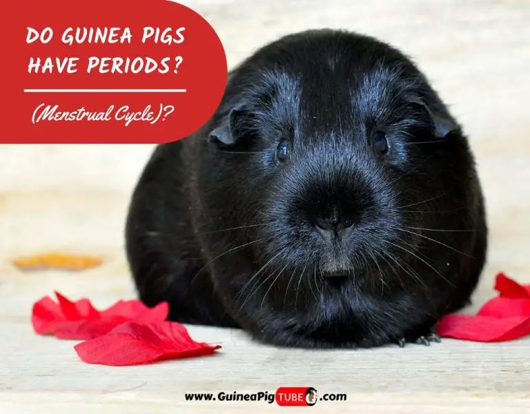 Do Guinea Pigs Have Periods (Menstrual Cycle)? Bleeding Explained