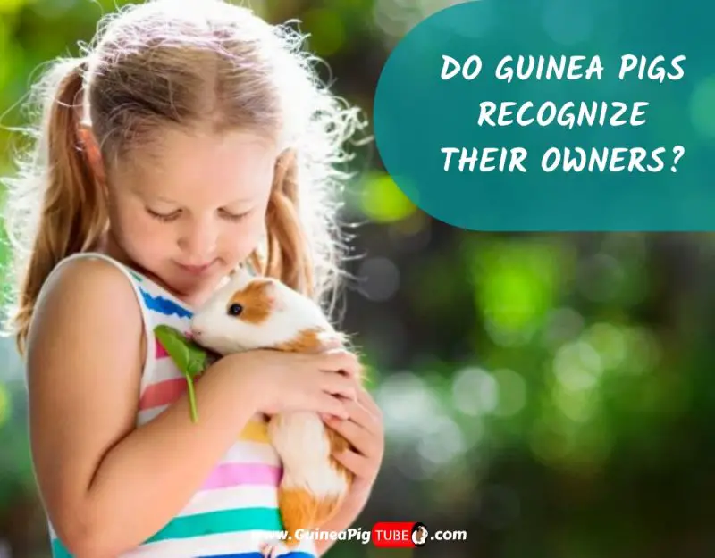 Do Guinea Pigs Recognize Their Owners