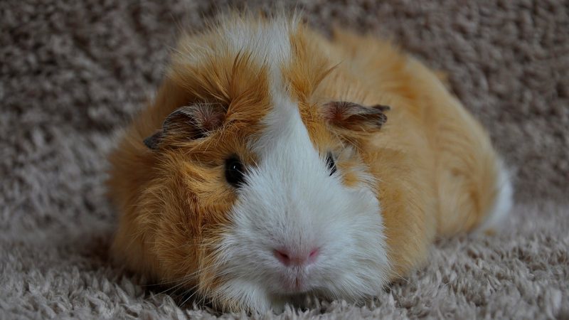 Do Guinea Pigs Sleep