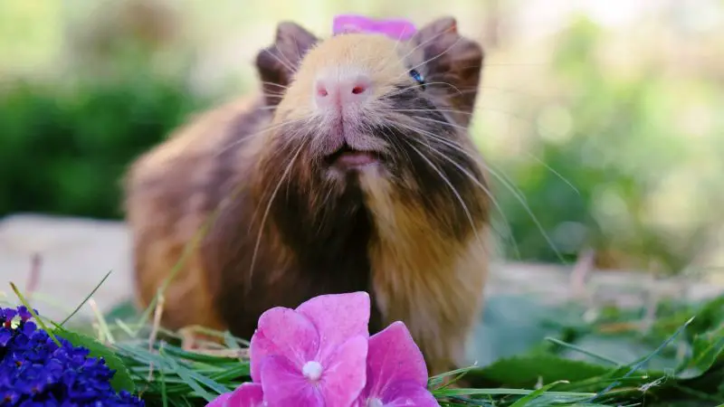 Guinea Pig Estrous Cycle