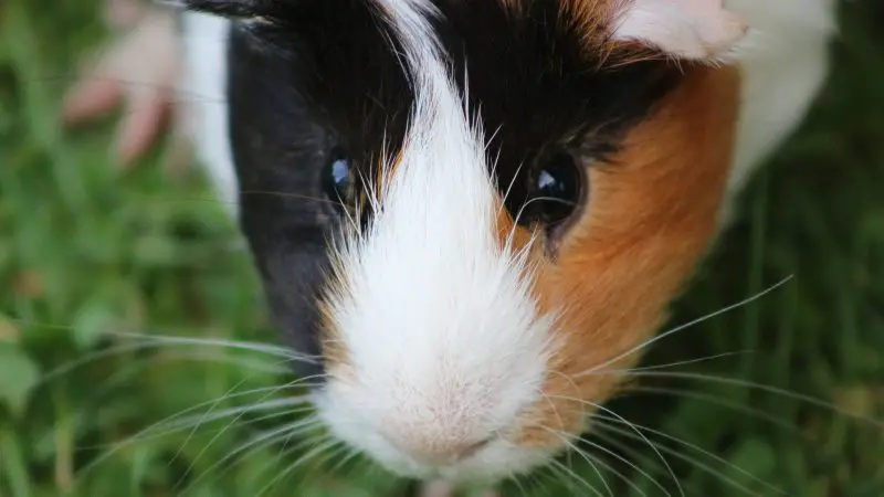 Guinea Pig Eyesight Information and Fact