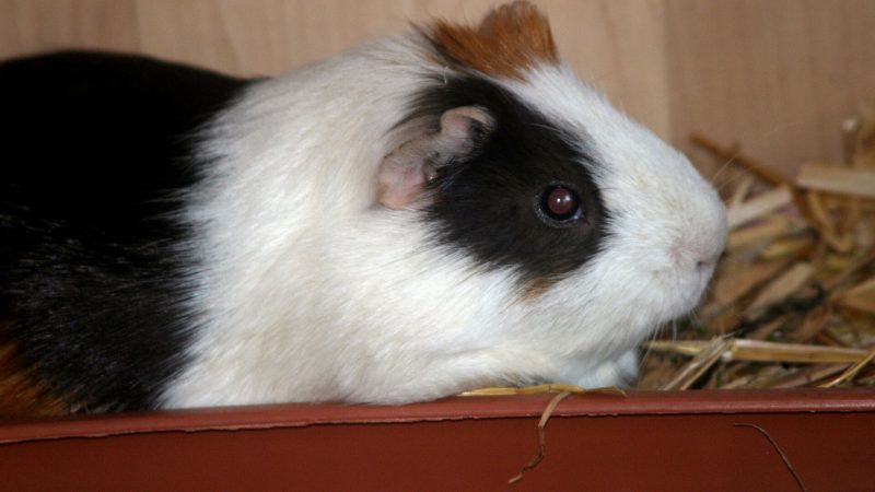 Guinea Pig Poop and Their Behaviour