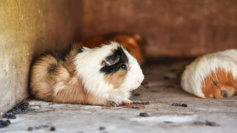 Guinea Pig Poop