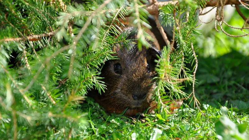 Guinea Pig Predators How Do They Protect Themselves in the Wild