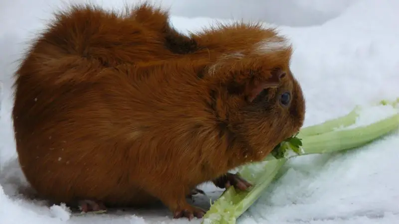 Guinea Pig Survival in the Wild During the Winter Time