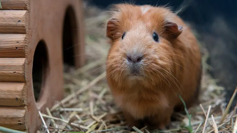 Guinea Pig's Behavior Towards Their Owners