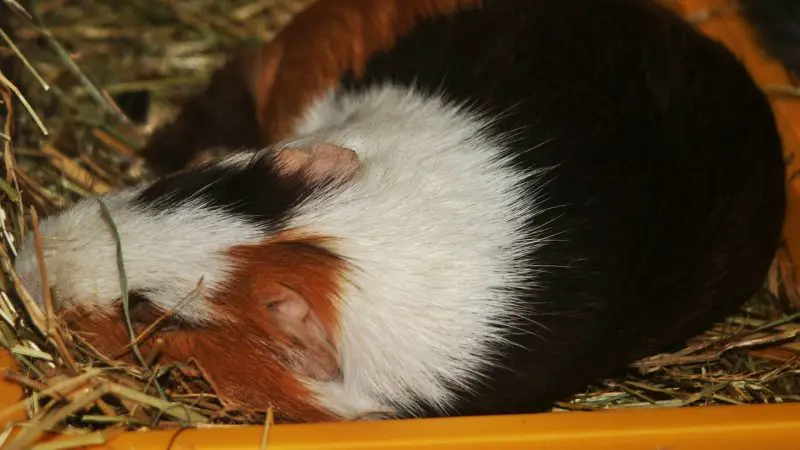 Guinea Pig's Sleeping Pattern
