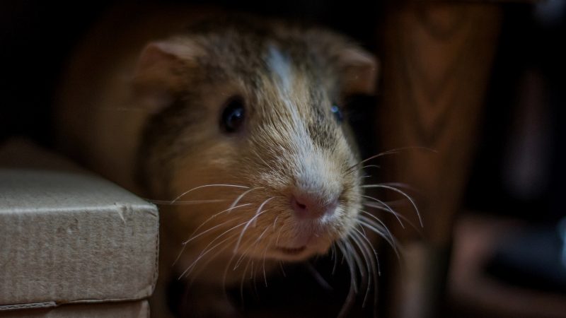 Guinea pigs Not Sleeping at Night