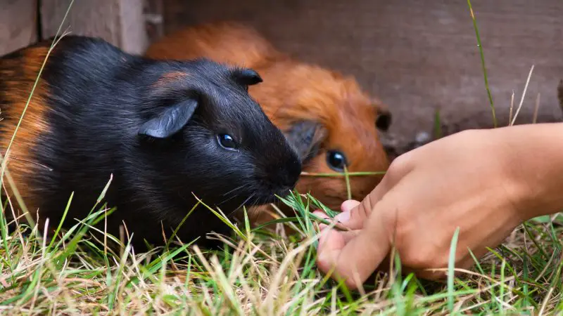 How Can I Help My Guinea Pig Recognize Me