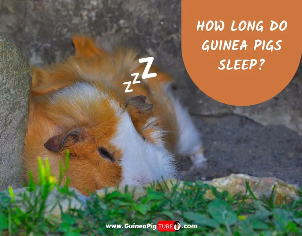 How Long Do Guinea Pigs Sleep Information and Facts Guinea Pig Tube