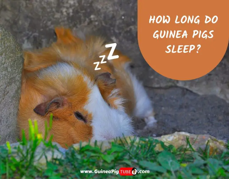 How Long Do Guinea Pigs Sleep