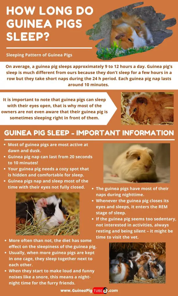 How Long Do Guinea Pigs Sleep_1