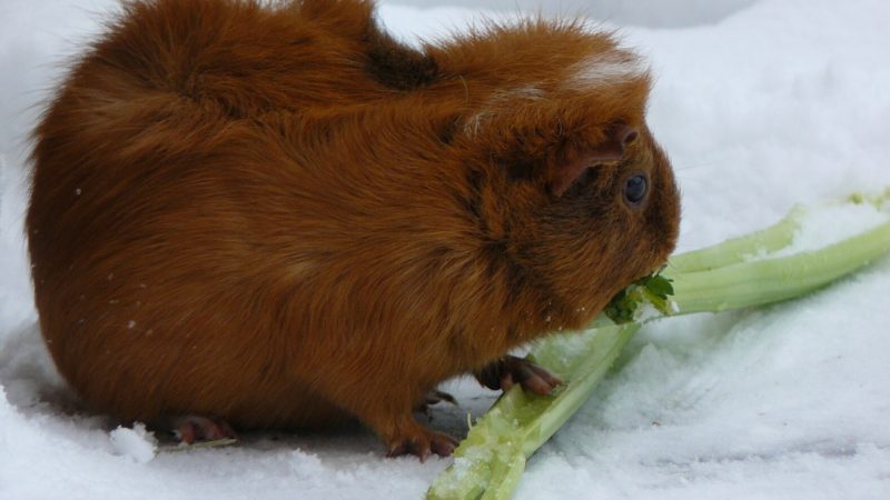 Is Celery Good for Guinea Pigs
