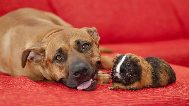 Is Guinea Pig Poop Toxic to Dogs