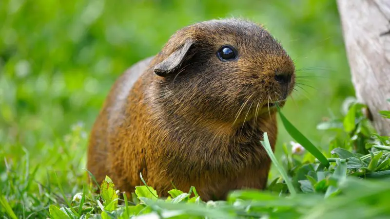 Regions Where Guinea Pigs Originate From