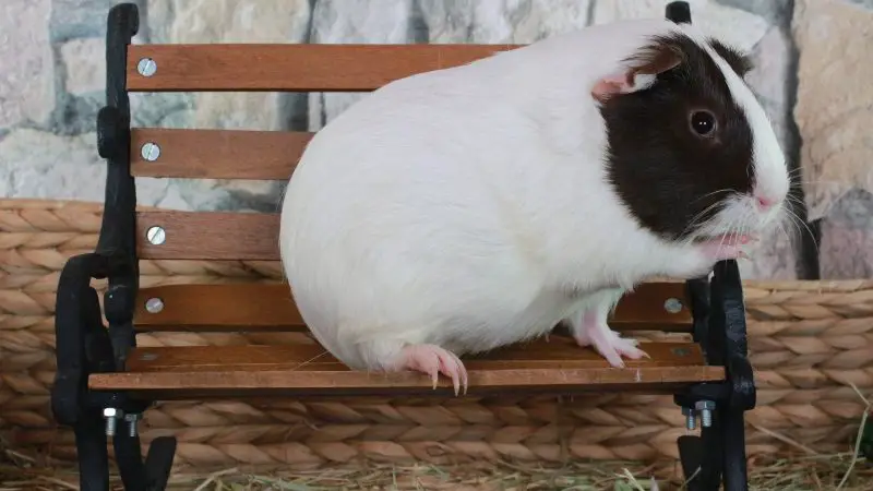 Risks of Poor Eyesight in Guinea Pig