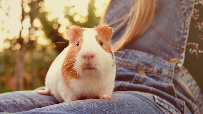 Sings That Indicated That Guinea Pigs Can Recognize Their Owners
