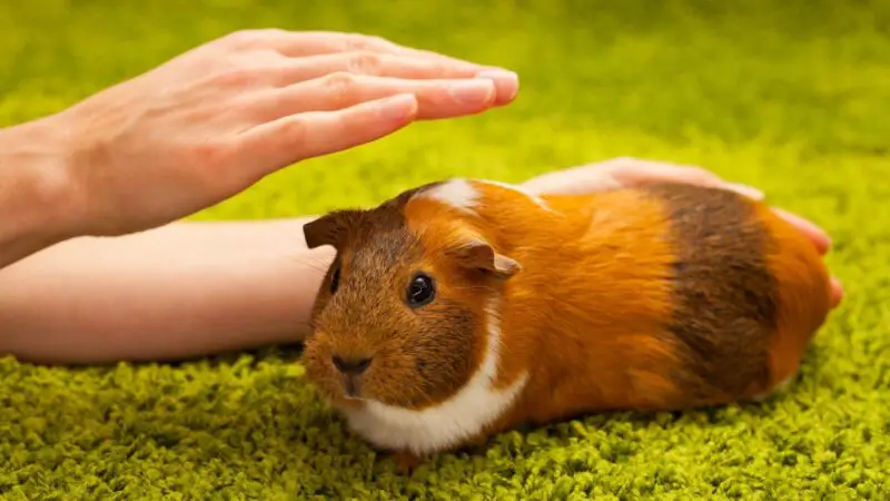 The Body Language of Guinea Pigs